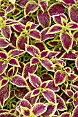 COLEUS VERSA CRIMSON GOLD