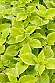 COLEUS VERSA LIME