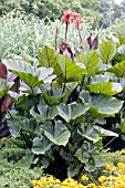 COLOCASIA ESCULENTA COFFEE CUPS