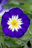 CONVOLVULUS TRICOLOR ROYAL ENSIGN