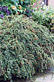 COTONEASTER HESSEI