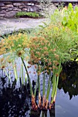 CYPERUS PAPYRUS