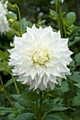 DAHLIA SNOWBOUND