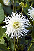 DAHLIA WHITE LIGHTNING