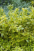 DURANTA ERECTA GOLD EDGE