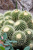 ECHINOCACTUS GRUSONII