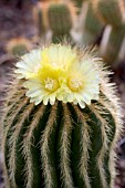 ECHINOPSIS YUNGASENSIS