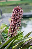 EUCOMIS COMOSA OAKHURST