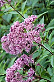 EUPATORIUM MACULATUM