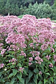 EUPATORIUM PHANTOM