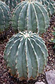 FEROCACTUS GLAUCESCENS