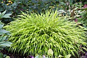 HAKONECHLOA MACRA ALL GOLD