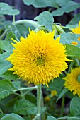 HELIANTHUS ANNUUS TEDDY BEAR