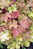 HEUCHERA CARAMEL