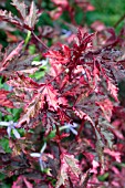 HIBISCUS ACETOSELLA HAIGHT ASHBURY