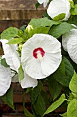 HIBISCUS MOSCHEUTOS LUNA WHITE