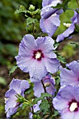 HIBISCUS SYRIACUS BLUE SATIN