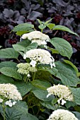 HYDRANGEA ARBORESCENS DARDOM WHITE DOME