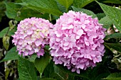 HYDRANGEA MACROPHYLLA ENDLESS SUMMER