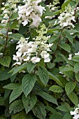 HYDRANGEA PANICULATA BRUSSELS LACE