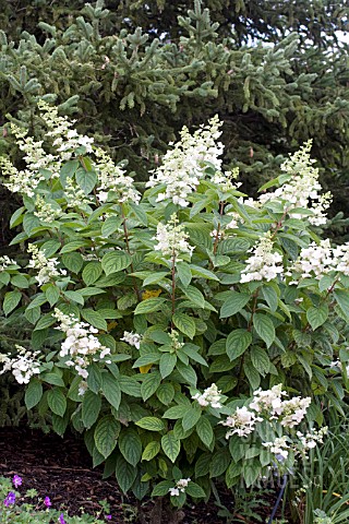 HYDRANGEA_PANICULATA_BRUSSELS_LACE