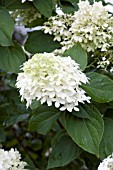 HYDRANGEA PANICULATA LIMELIGHT