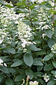 HYDRANGEA PANICULATA TARDIVA