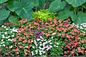 IMPATIENS MIX