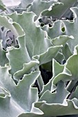 KALANCHOE BEHARENSIS