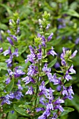 LOBELIA SIPHILITICA GREAT BLUE