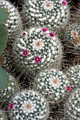 MAMMILLARIA GEMINISPINA