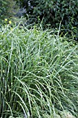 MISCANTHUS SINENSIS STRICTUS