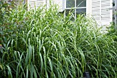 MISCANTHUS SINENSIS ZEBRINUS