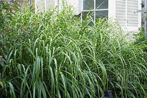 MISCANTHUS_SINENSIS_ZEBRINUS