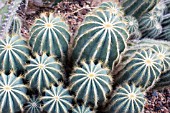 NOTOCACTUS MAGNIFICUS