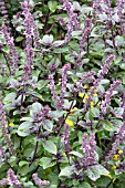 OCIMUM AFRICAN BLUE