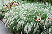 PENNISETUM ALOPECUROIDES HAMELN