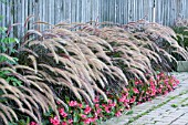 PENNISETUM SETACEUM RUBRUM