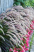 PENNISETUM SETACEUM RUBRUM