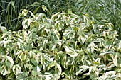 PERSICARIA VIRGINIANA