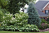 PICEA, HYDRANGEA AND HOSTA