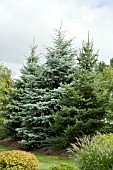 PICEA WINDBREAK