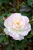 ROSA CHARLES AZNAVOUR