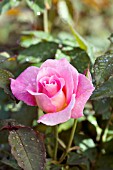ROSA TIFFANY