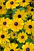 RUDBECKIA TIGER EYE GOLD