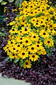 RUDBECKIA TIGER EYE GOLD