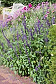 SALVIA MYSTIC SPIRES BLUE