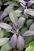 SALVIA OFFICINALIS PURPUREA