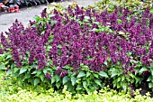 SALVIA SPLENDENS VISTA PURPLE