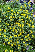 SANVITALIA PROCUMBENS AZTEC GOLD